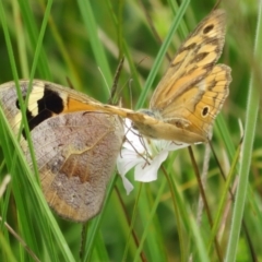 Heteronympha merope (Common Brown Butterfly) at Paddys River, ACT - 25 Jan 2022 by Christine