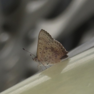 Paralucia aurifera at Paddys River, ACT - 25 Jan 2022