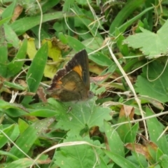 Paralucia aurifera at Paddys River, ACT - 25 Jan 2022 03:43 PM