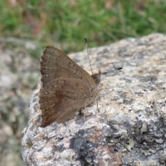 Paralucia aurifera at Paddys River, ACT - 25 Jan 2022 03:43 PM