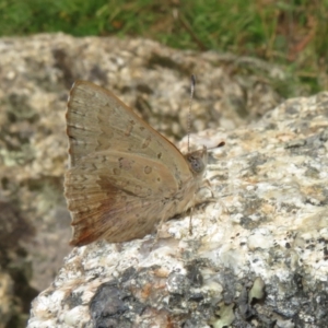 Paralucia aurifera at Paddys River, ACT - 25 Jan 2022 03:43 PM