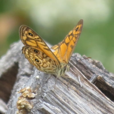 Geitoneura acantha (Ringed Xenica) at Paddys River, ACT - 25 Jan 2022 by Christine