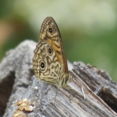 Geitoneura acantha at Paddys River, ACT - 25 Jan 2022 03:40 PM