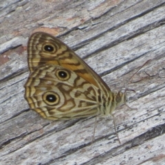 Geitoneura acantha at Paddys River, ACT - 25 Jan 2022 03:40 PM