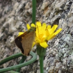 Timoconia flammeata (Bright Shield-skipper) at Gibraltar Pines - 25 Jan 2022 by Christine