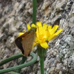 Timoconia flammeata at Paddys River, ACT - 25 Jan 2022 03:53 PM