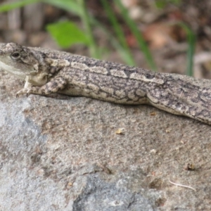 Amphibolurus muricatus at Paddys River, ACT - 25 Jan 2022 04:48 PM