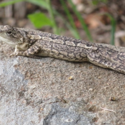 Amphibolurus muricatus (Jacky Lizard) at Cotter Reserve - 25 Jan 2022 by Christine