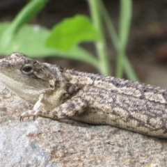 Amphibolurus muricatus at Paddys River, ACT - 25 Jan 2022 04:48 PM