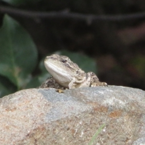 Amphibolurus muricatus at Paddys River, ACT - 25 Jan 2022 04:48 PM