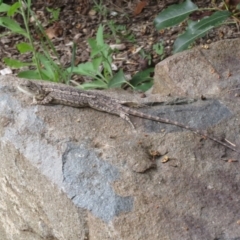 Amphibolurus muricatus at Paddys River, ACT - 25 Jan 2022 04:48 PM