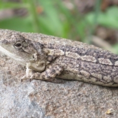 Amphibolurus muricatus at Paddys River, ACT - 25 Jan 2022 04:48 PM