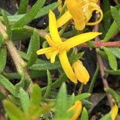 Persoonia chamaepeuce (Dwarf Geebung) at Namadgi National Park - 24 Jan 2022 by RAllen