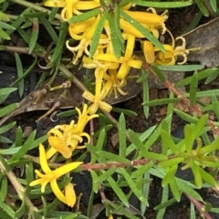 Persoonia chamaepeuce at Mount Clear, ACT - 25 Jan 2022