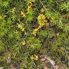 Persoonia chamaepeuce at Mount Clear, ACT - 25 Jan 2022 10:14 AM