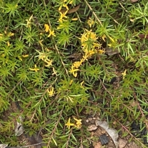 Persoonia chamaepeuce at Mount Clear, ACT - 25 Jan 2022