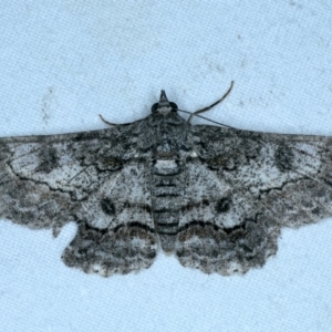 Cleora goldfinchi at Lilli Pilli, NSW - 23 Jan 2022 09:59 PM