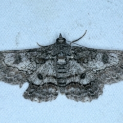 Unidentified Geometer moth (Geometridae) (TBC) at Lilli Pilli, NSW - 23 Jan 2022 by jbromilow50