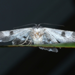 Cleora goldfinchi at Lilli Pilli, NSW - 23 Jan 2022 09:59 PM
