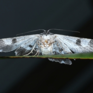 Cleora goldfinchi at Lilli Pilli, NSW - 23 Jan 2022 09:59 PM