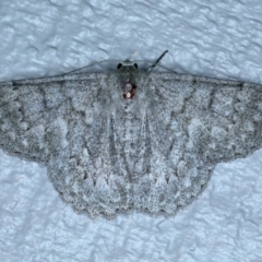 Crypsiphona ocultaria (Red-lined Looper Moth) at Lilli Pilli, NSW - 23 Jan 2022 by jb2602
