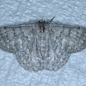 Crypsiphona ocultaria at Lilli Pilli, NSW - 23 Jan 2022 10:04 PM