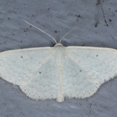 Scopula optivata (Varied Wave) at Lilli Pilli, NSW - 20 Jan 2022 by jb2602
