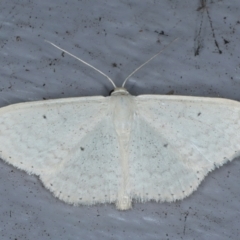 Scopula optivata (Varied Wave) at Lilli Pilli, NSW - 20 Jan 2022 by jbromilow50