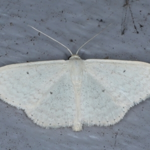 Scopula optivata at Lilli Pilli, NSW - 20 Jan 2022 09:48 PM