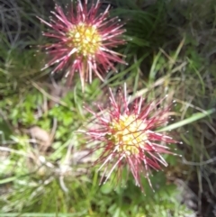 Acaena novae-zelandiae (Bidgee Widgee) at Mount Clear, ACT - 22 Jan 2022 by VanceLawrence