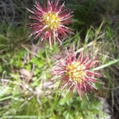 Acaena novae-zelandiae at Mount Clear, ACT - 23 Jan 2022