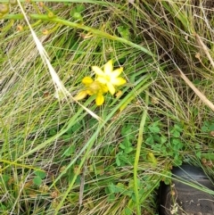 Bulbine sp. at Namadgi National Park - 24 Jan 2022 by VanceLawrence