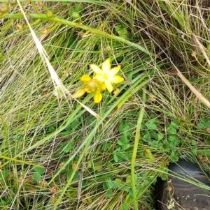 Bulbine sp. at Mount Clear, ACT - 24 Jan 2022