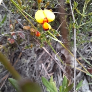 Mirbelia oxylobioides at Mount Clear, ACT - 24 Jan 2022