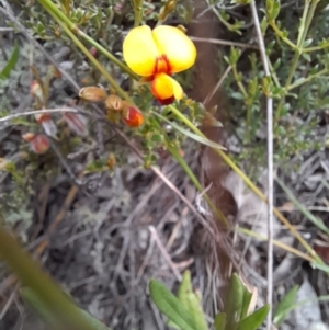 Mirbelia oxylobioides at Mount Clear, ACT - 24 Jan 2022