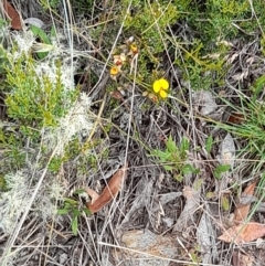 Mirbelia oxylobioides at Mount Clear, ACT - 24 Jan 2022