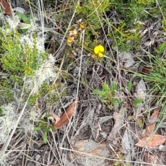 Mirbelia oxylobioides at Mount Clear, ACT - 24 Jan 2022