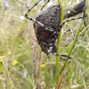 Acripeza reticulata at Mount Clear, ACT - 24 Jan 2022 03:46 PM