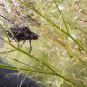 Acripeza reticulata at Mount Clear, ACT - 24 Jan 2022