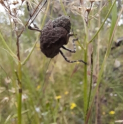 Acripeza reticulata at Mount Clear, ACT - 24 Jan 2022 03:46 PM