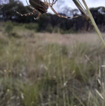 Plebs bradleyi (Enamelled spider) at Namadgi National Park - 24 Jan 2022 by VanceLawrence