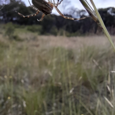 Plebs bradleyi (Enamelled spider) at Mount Clear, ACT - 24 Jan 2022 by VanceLawrence