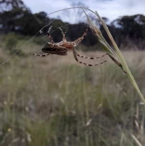 Plebs bradleyi at Mount Clear, ACT - 24 Jan 2022 04:10 PM