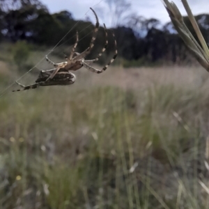 Plebs bradleyi at Mount Clear, ACT - 24 Jan 2022 04:10 PM