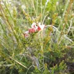 Mirbelia oxylobioides (Mountain Mirbelia) at Mount Clear, ACT - 24 Jan 2022 by VanceLawrence