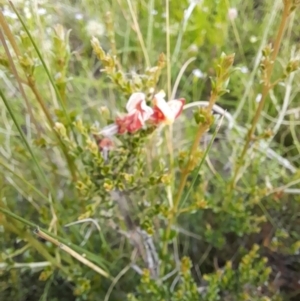 Mirbelia oxylobioides at Mount Clear, ACT - 24 Jan 2022 04:27 PM