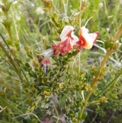 Mirbelia oxylobioides at Mount Clear, ACT - 24 Jan 2022 04:27 PM