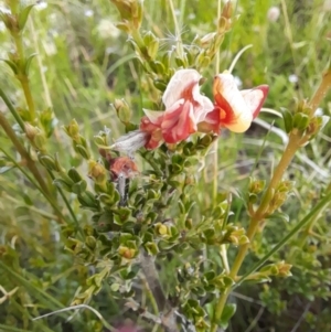 Mirbelia oxylobioides at Mount Clear, ACT - 24 Jan 2022