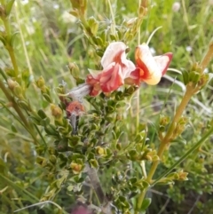 Mirbelia oxylobioides at Mount Clear, ACT - 24 Jan 2022 04:27 PM