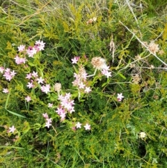 Mirbelia oxylobioides at Mount Clear, ACT - 24 Jan 2022 04:27 PM